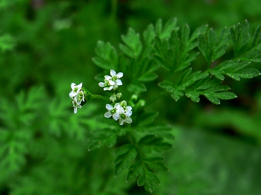 {Chaerophyllum tainturieri}